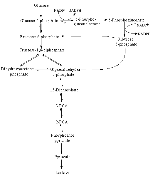 glucose metabolism pathways