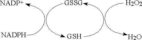 reduction of oxidised glutathione by NADPH